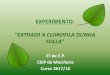 Experimento: Extraemos a clorofila dunha folla