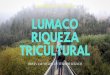 Oficina de Turismo Lumaco, viaje a la triculturalidad de Chile