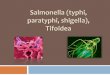 Salmonella (typhi, paratyphi, shigella), Tifoidea