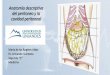 El peritoneo, la cavidad peritoneal y topografía de las regiones del abdomen