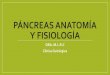 Pancreas anatomía y fisiología