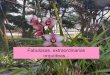 Fabulosas, extraordinarias orquídeas