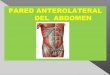 Unssa clase-pared-anterolateral-del-abdomen-dra-coss