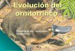 historia evolutiva del ornitorrinco