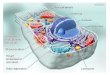 Estructura celular con imágenes de microscopio electrónico