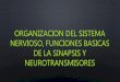 Organización del sistema nervioso, funciones básicas de la sinapsis y neurotransmisores