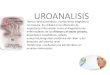 Uroanalisis y patologias 2015 b