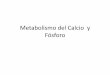 4 metabolismo del calcio