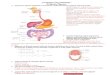 La NUTRICIÓN HUMANA IAfecta el sistema broncopulmonar y el cardiovascular. ... Nota: Encontrarás los recortables en la última página del cuestionario. VASO SANGUÍNEO ....… ·