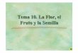 Tema 10. La Flor, el Fruto y la Semilla - euita.upv.es PDF/Tema 10_La Flor.pdf · Haces vasculares: floema hacia el exterior de la flor y xilema hacia el interior. Diapositiva 11