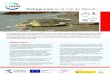 Tortuga Lora en el mar de Alborán - International Union ... · PDF filela conservación del resto de especies de tortugas marinas, como la tortuga lora, ya que también se cubre así