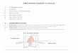 ANATOMÍA CABEZA Y CUELLO - Plataforma de estudios · PDF fileanatomÍa cabeza y cuello 1. terminologÍa 2. huesos 3. suturas y fontanelas 4. mÚsculos 5. aponeurosis 6. arteria facial