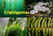 Presentación de PowerPoint - …sistematicavegetal.weebly.com/uploads/8/0/5/2/8052174/clase_3... · V. División Euglenophyta · VI. División Pirrophyta · VII. División Crisophyta