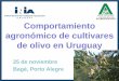Comportamiento agronómico de cultivares de olivo en · PDF fileViverístico de Olivo, Italia – 2006 Diseño Completo al Azar, ... Evaluación de variedades de olivo en Uruguay