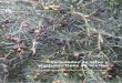 Variedades de olivo y aceituna. Tipos de aceites 4_1.pdf · plantaciones regulares y, las difundidas y locales corresponden a árboles aislados en varias o una comarca, ... Huelva,