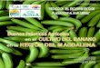Buenas Prácticas Agrícolas CULTIVO DEL BANANO  · PDF fileManejo integrado de plagas en los cultivos de banano y plátano.?Manual para el manejo de plaguicidas