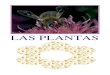 LAS PLANTAS -   · PDF fileTIPOS DE PLANTAS Existen muchos tipos de Los científicos las han clasificado en cuatro grandes grupos: los musgos, los helechos, las coníferas y las