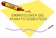 EMBRIOLOGIA DEL APARATO DIGESTIVO - eTablerosetableros.com/embriologia/embrio/diapos/files/Digestivo.pdf · EMBRIOLOGIA DEL APARATO DIGESTIVO. Aparato digestivo • Se desarrolla