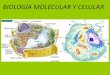 BIOLOGÍA MOLECULAR Y CELULARecaths1.s3.amazonaws.com/molecularuader/Citoesqueleto 2010.pdf · BIOLOGÍA MOLECULAR Y CELULAR. Citoesqueleto y movimiento celular. ... EN LA CELULA