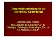 Desarrollo embrionario del SISTEMA NERVIOSO 31 Desarrollo se... · como el desarrollo de prolongaciones ... Núcleo eferente visceral especial Nervios trigémino (V) ... División