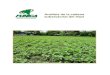 Análisis de la cadena subsectorial del frijoli - · PDF fileAnálisis de la cadena subsectorial del frijol Fundación para el Desarrollo Tecnológico Agropecuario y Forestal de Nicaragua