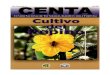Guia pepino 2003 - Centro Nacional de Tecnología Agropecucenta.gob.sv/docs/guias/hortalizas/Guia Pepino 2003.pdf · La productividad del cultivo dependerá en gran medida de la 