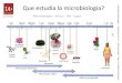 Que estudia la microbiologia? a · PDF fileQue estudia la microbiologia? Microbiología = Micro – Bio - Logos Microscopio electronico Microscopio óptico ... Historia de la microbiología