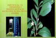 DETERMINACIÓN DE ALCALOIDESse638762735d982ca.jimcontent.com/download/version/1402911407/... · Los alcaloides constituyen el grupo más grande de metabolitos secundarios de plantas