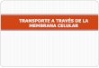 TRANSPORTE A TRAVÉS DE LA MEMBRANA CELULAR · PDF fileAcuaporinas Transporte de agua. Transporte Pasivo - Solutos