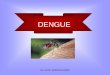 DENGUE - florgarcia.comflorgarcia.com/wp-content/uploads/2010/11/6-DENGUE.pdf · ARN de cadena positiva y una membrana de ... • Muchas veces la infección con virus del dengue es