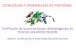 ESTRUCTURA Y PROPIEDADES DE PROTEÍNAS · PDF fileLas proteínas se purifican mediante métodos de fraccionamiento que son una serie de etapas independientes basadas en las diversas
