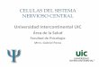 CELULAS DEL SISTEMA NERVIOSO CENTRAL · PDF fileNeuronas y neuroglia • Las neuronas son células excitables que conducen los impulsos que hacen posibles todas las funciones del sistema
