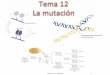 Tema 11: La mutación 1 - genetica.uab.catgenetica.uab.cat/base/documents/genetica_gen/Tema... · Lesiones espontáneas del DNA •Despurinación (pérdida enlace glucosídico azúcar)