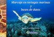 Marcaje en tortugas marinas y bases de datos - ceura.com.mx20sobre%20manejo%20y… · de la población, reclutamiento, comportamiento, frecuencia de anidación) ... Datos de la tortuga