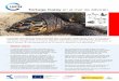 Tortuga Carey en el mar de Alborán - cmsdata.iucn.orgcmsdata.iucn.org/downloads/tortuga_carey.pdf · Tortuga Carey en el mar de Alborán • La tortuga carey ... tiene un tamaño