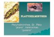 Platyhelminthes, Gr. Platy “plano”, helminthes “gusano” · PDF fileLa mayoría de los Platelmintos tiene ciclos vitales mixtos y directos. La adquisición de estructuras osmorreguladoras,
