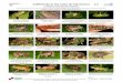 Anfibios de la Serranía de Talamanca 1/2 · PDF fileBoa constrictor Boa ... - Cordillera Central entre la frontera con Costa Rica y La ... Víboras en el suelo Víboras que se encuentran