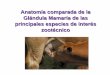 Anatomía Fisiológica de la Glándula Mamaria - La Mancha · PDF file4. Papila mamaria o pezón Teta: vaca, oveja, cabra, yegua. Pezón: cerda, humanos Salida de la secreción (leche)