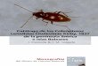 Catálogo de los Coleópteros Leiodidae Cholevinae …monografies.museucienciesjournals.cat/files/MMCN-volum-7...Monografies del Museu de Ciències Naturals Catálogo de los Coleópteros