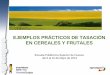 EJEMPLOS PRÁCTICOS DE TASACIÓN EN CEREALES  · PDF fileRAMO – P.P.E. = Número de Ramos productivos x Número 