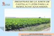 INICIATIVAS DE LA JUNTA DE CASTILLA Y LEÓN …aimcra.es/Publicaciones/Documentos/Otras/7.- Jcyl.pdf•Titulares de explotaciones agrarias debidamente registradas, en Castilla y León
