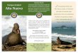 Nuestra Misión L Año Nuevo - parks.ca.gov · PDF filetoneladas, los enormes machos participan ... leones marinos machos viaja por millas. Las focas comunes viven en la isla todo