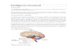 Inteligencia emocional · Web viewImagen anatómica del cerebro. La amígdala cerebral y el hipocampo fueron dos piezas clave del primitivo «cerebro olfativo» que, a lo largo del
