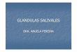 GLANDULAS SALIVALES - histouss.files.wordpress.com · Funciones de la saliva La saliva mixta tiene m últiples funciones-Protección de la cavidad bucal.-Función digestiva menor.-Acción