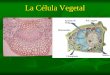 Introducción a la célula vegetalmorfo-fisio-vegetal.yolasite.com/resources/Célula+ve...pdf · protoplasma muere. ... Los elementos traqueales (xilema) y los tubos cribosos del