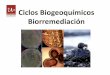 Ciclos Biogeoquímicos Biorremediación de BIORREMEDIACIÓN EX SITU IN SITU •Degradación enzimática: Empleo de enzimas en el sitio contaminado con el fin de degradar sustancias