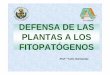 DEFENSA DE LAS PLANTAS 2 - ucv.veucv.ve/.../Fitopatologia/Defensa_de_Plantas_2010.pdf · elicitor a su receptor activa una respuesta de defensa en la célula vegetal. ... Las plantas