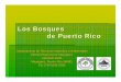 Bosques de Puerto Rico - academic.uprm.eduacademic.uprm.edu/gonzalezc/HTMLobj-182/bosquesdepuertorico.pdfLos Bosques de Puerto Rico Departamento de Recursos Naturales y Ambientales