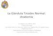 LA GLÁNDULA TIROIDES NORMAL: ANATOMÍAnucleus.iaea.org/HHW/NuclearMedicine/Radioguided_Surgery_and... · La Glándula Tiroides Normal: Anatomía Dr. Augusto León, MSCCh, FACS Profesor