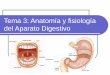 Tema 3: Anatomía y fisiología del Aparato Digestivo - uv.mx · Regulación del proceso digestivo Regulación nerviosa mediante el sistema nervioso entérico. Regula la actividad